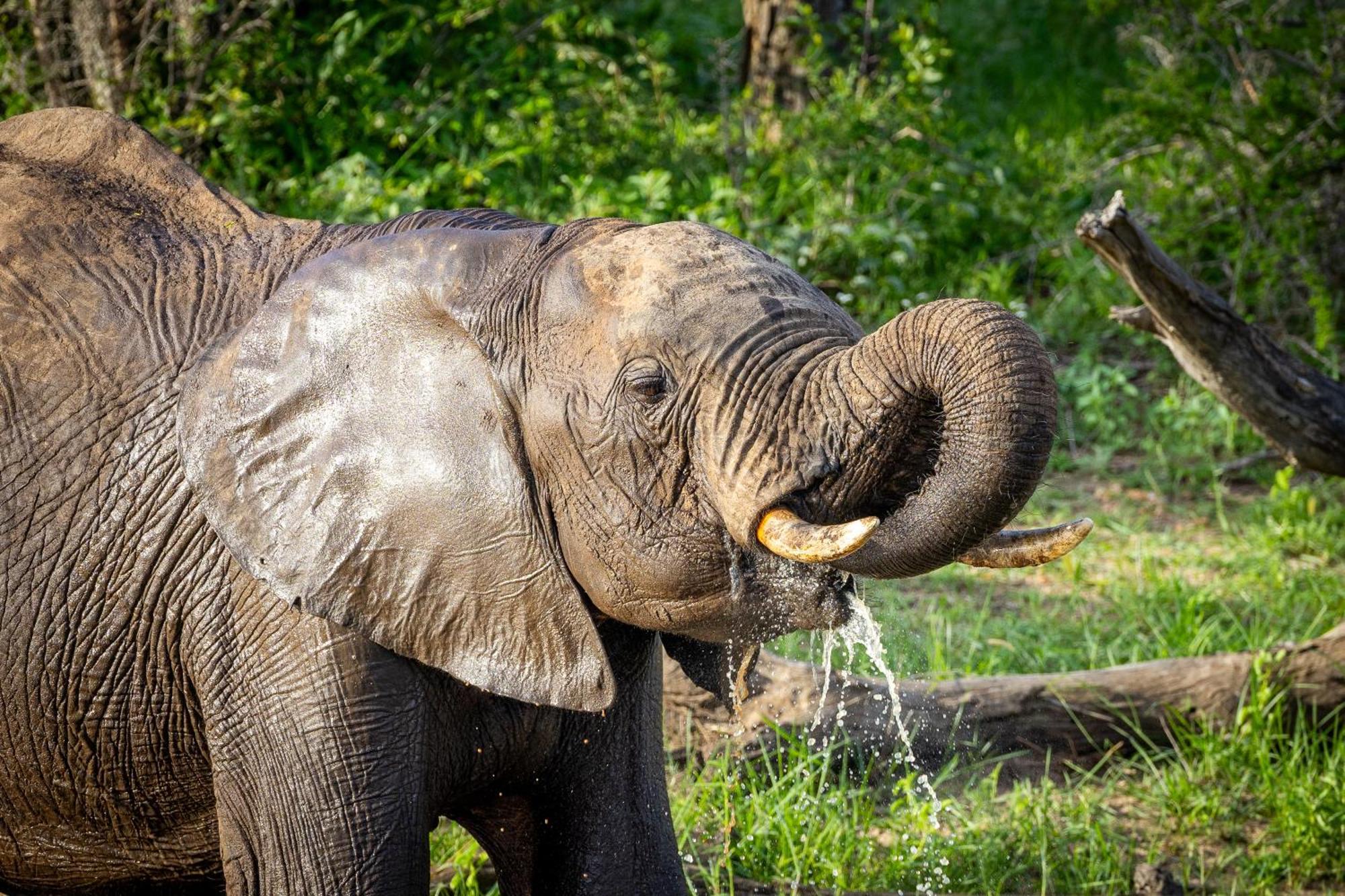 Tangala Safari Camp Villa Thornybush Game Reserve Eksteriør billede