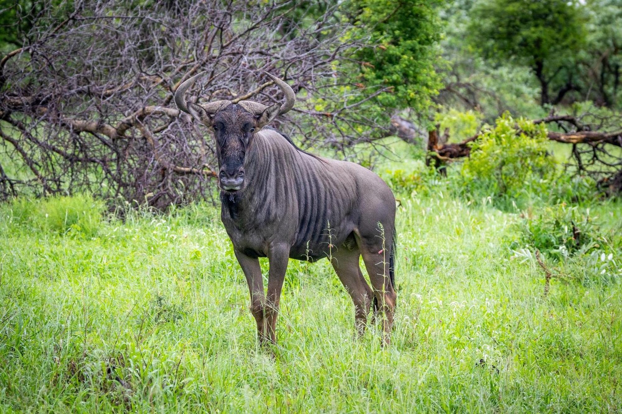 Tangala Safari Camp Villa Thornybush Game Reserve Eksteriør billede