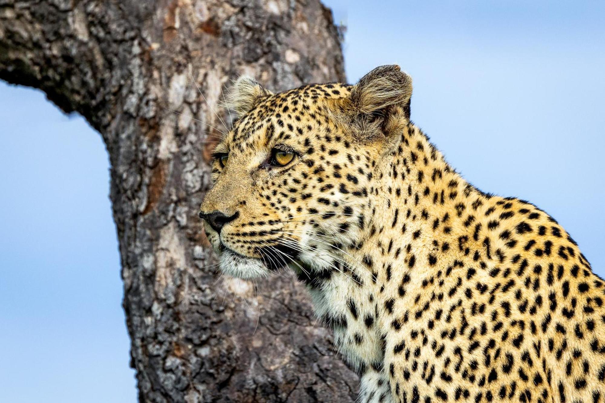 Tangala Safari Camp Villa Thornybush Game Reserve Eksteriør billede