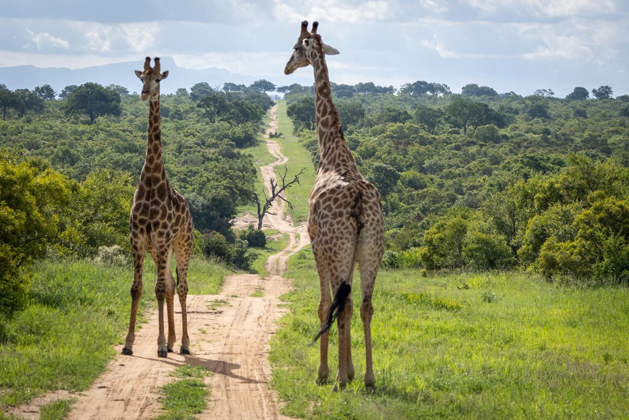 Tangala Safari Camp Villa Thornybush Game Reserve Eksteriør billede