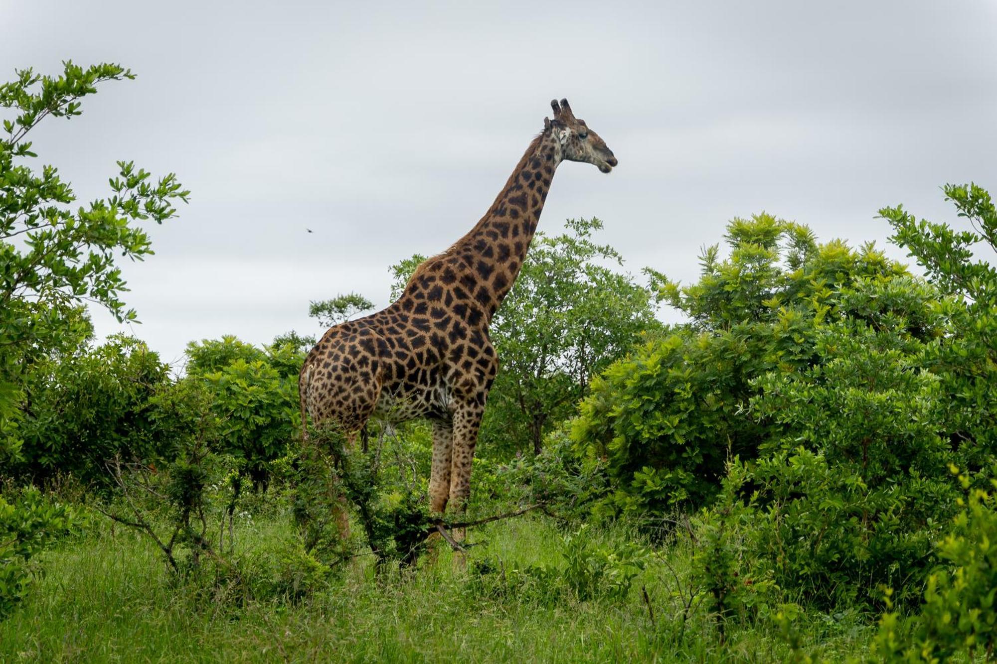 Tangala Safari Camp Villa Thornybush Game Reserve Eksteriør billede