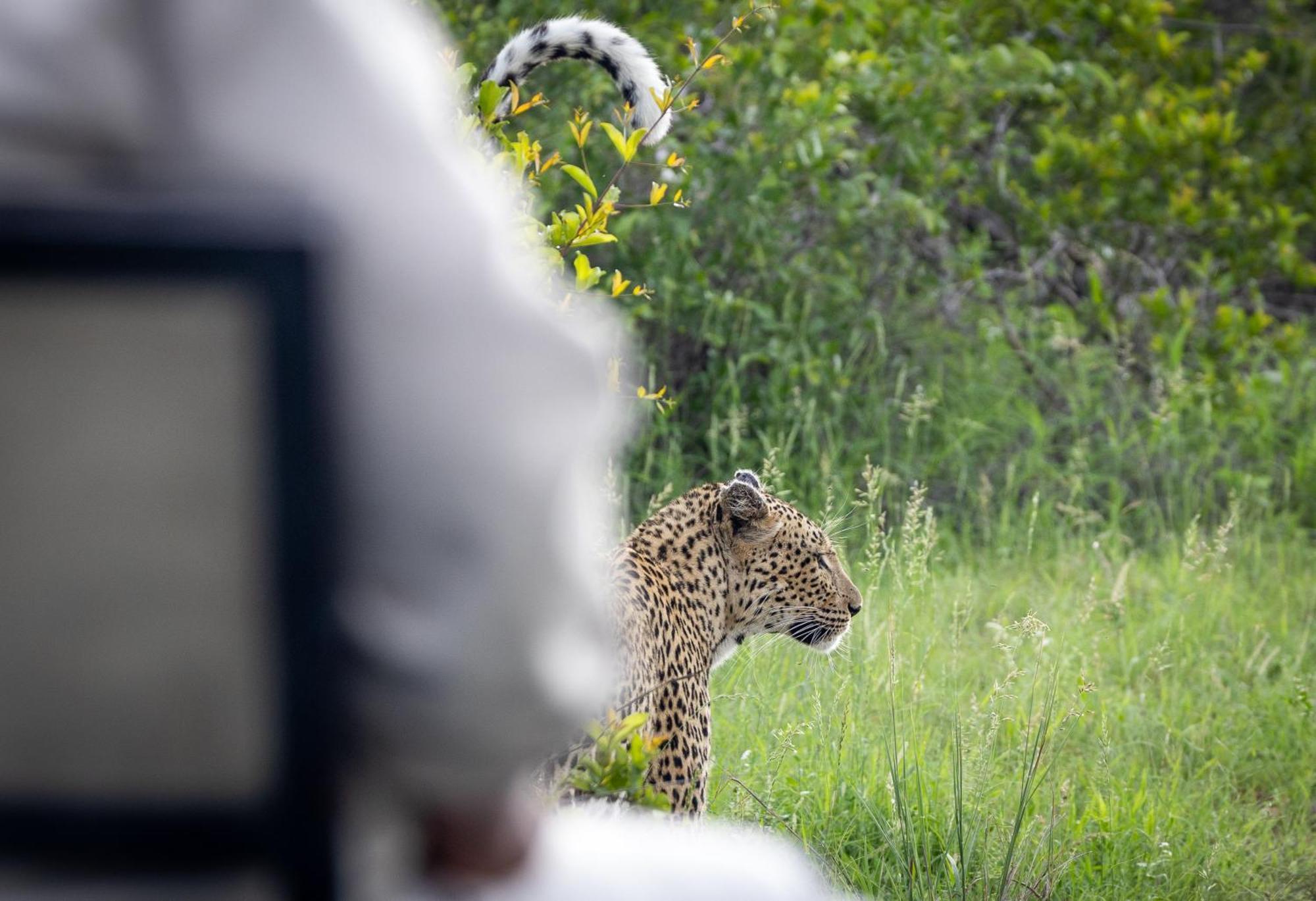 Tangala Safari Camp Villa Thornybush Game Reserve Eksteriør billede