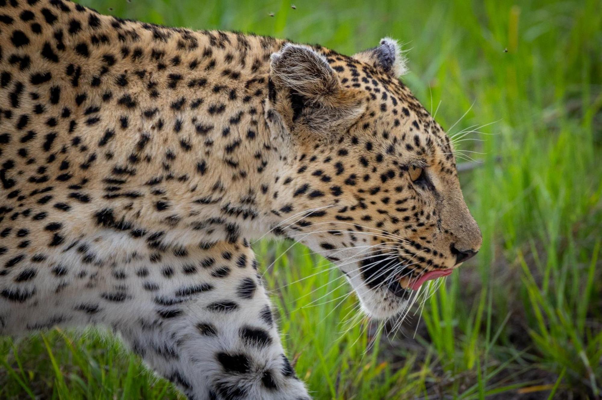 Tangala Safari Camp Villa Thornybush Game Reserve Eksteriør billede