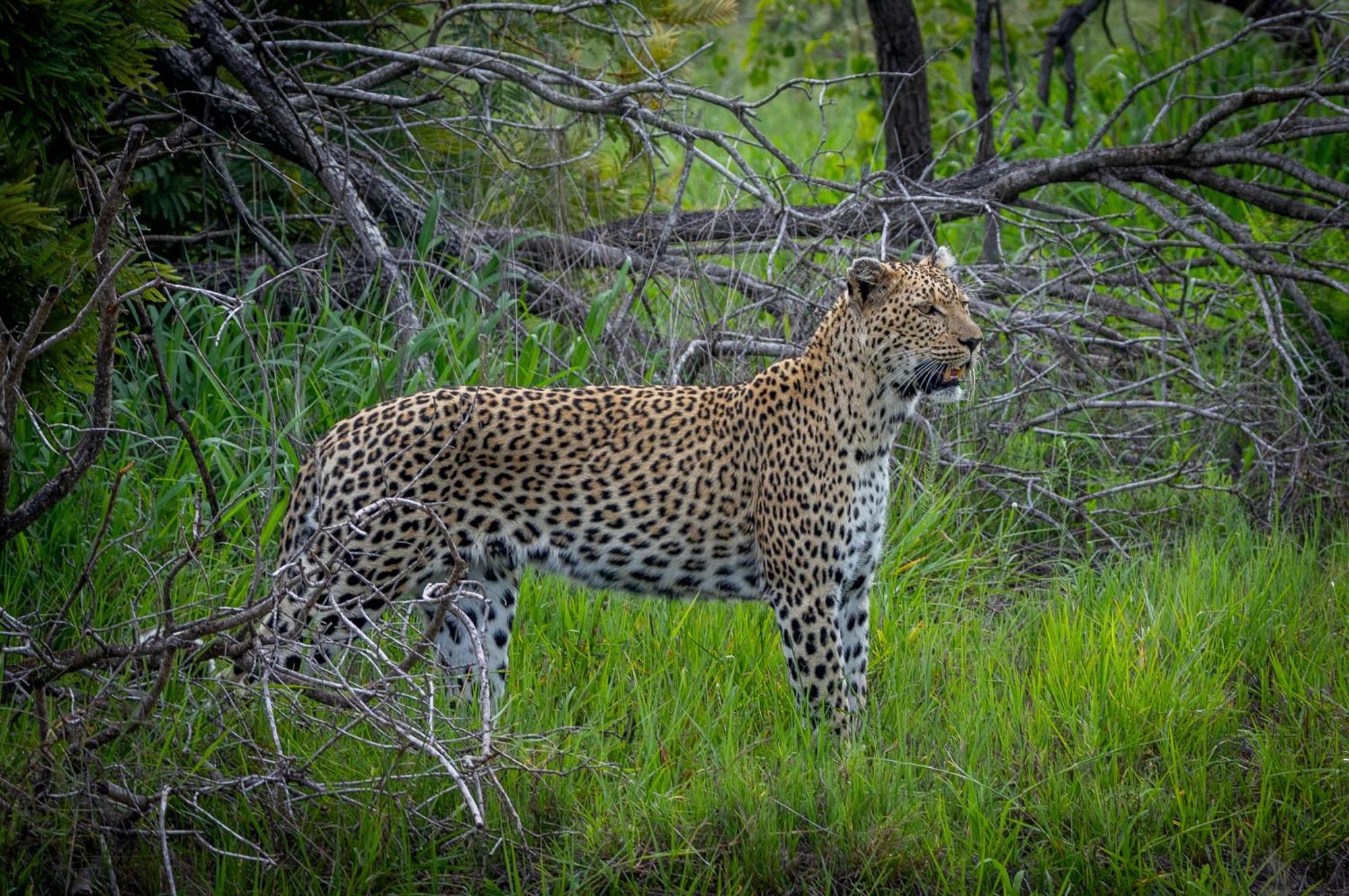 Tangala Safari Camp Villa Thornybush Game Reserve Eksteriør billede