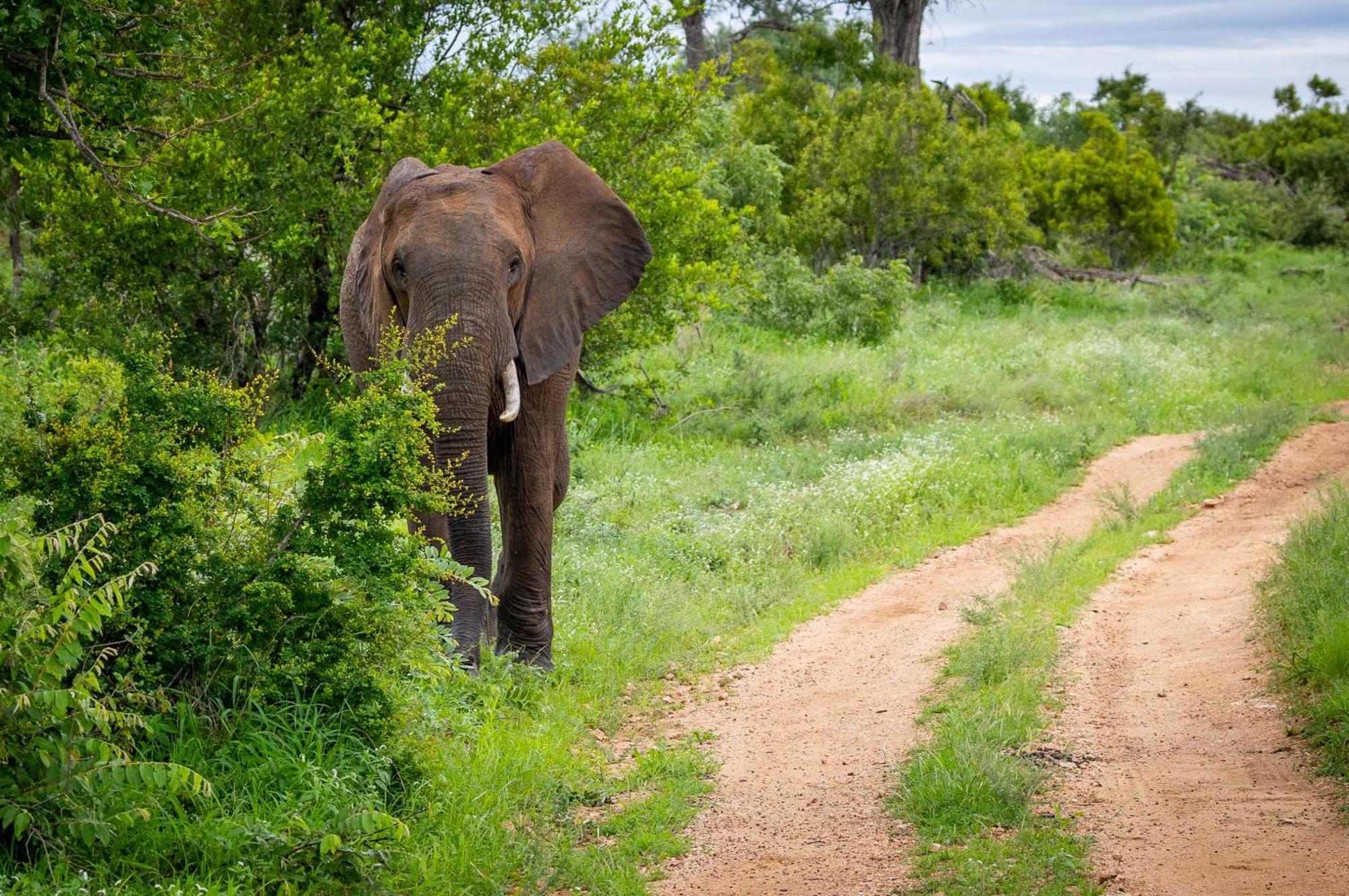 Tangala Safari Camp Villa Thornybush Game Reserve Eksteriør billede