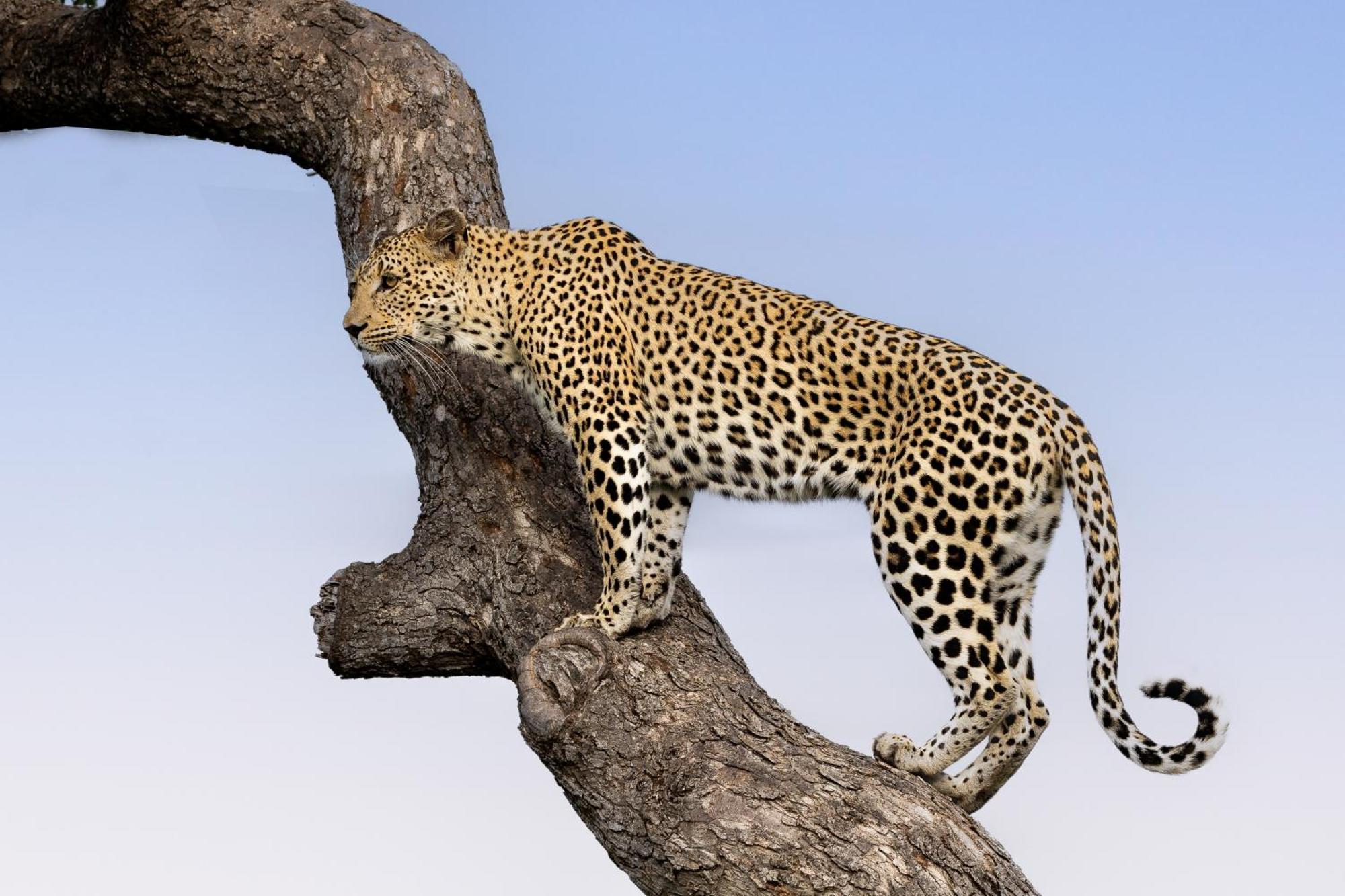 Tangala Safari Camp Villa Thornybush Game Reserve Eksteriør billede