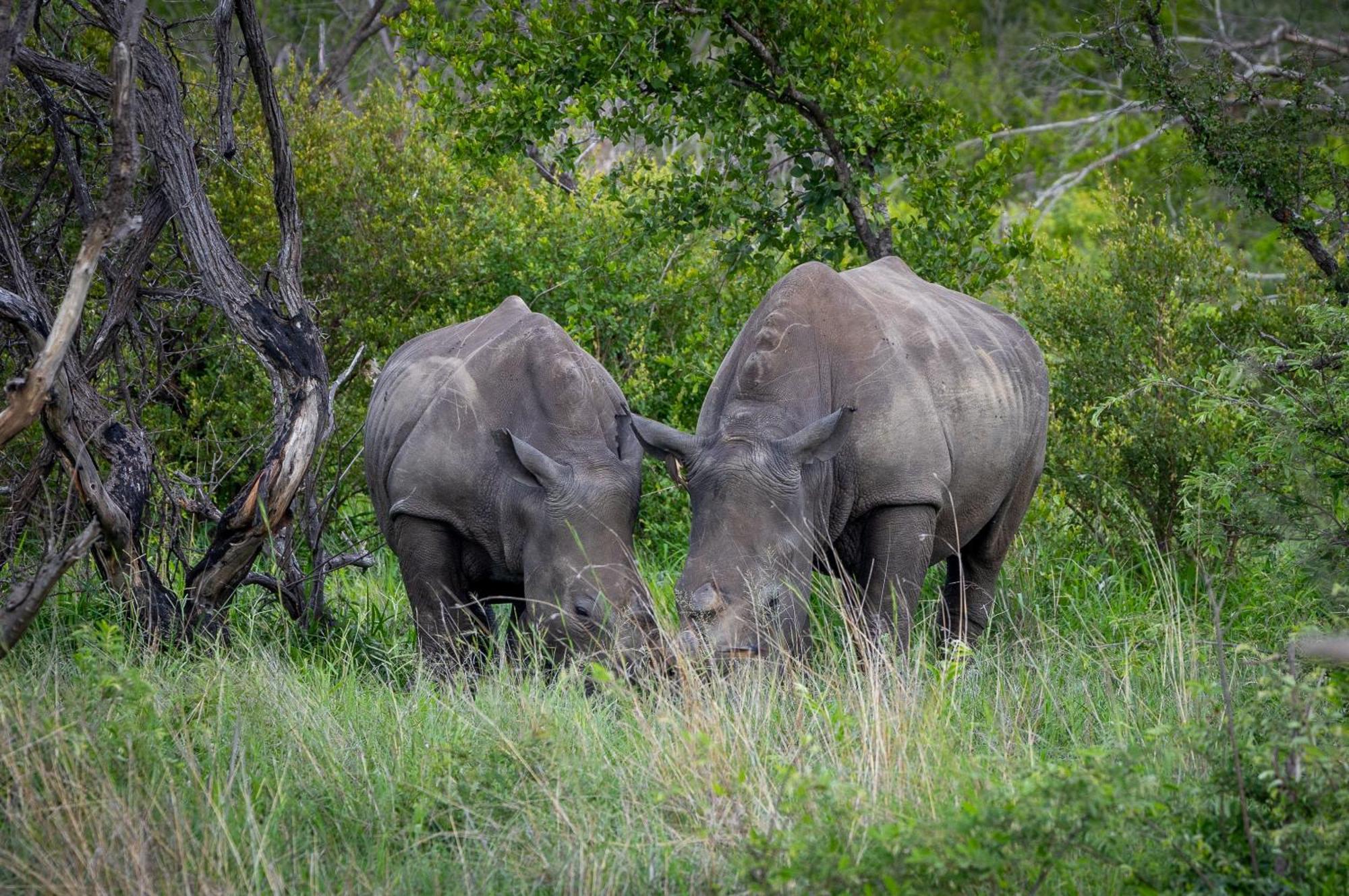 Tangala Safari Camp Villa Thornybush Game Reserve Eksteriør billede