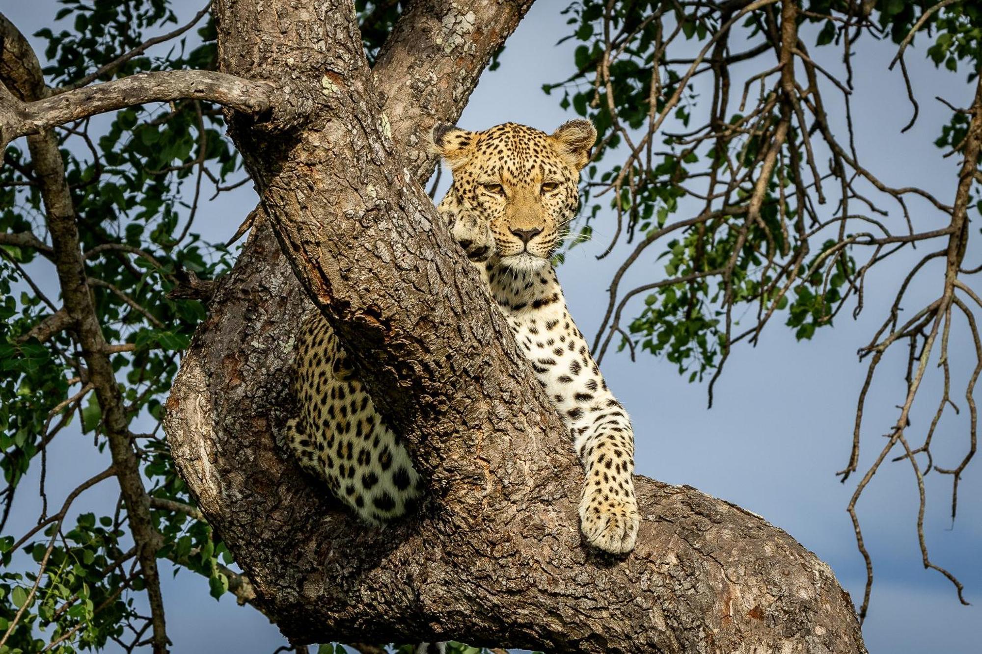Tangala Safari Camp Villa Thornybush Game Reserve Eksteriør billede